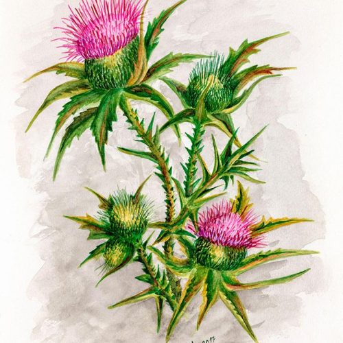 Thistle in gray