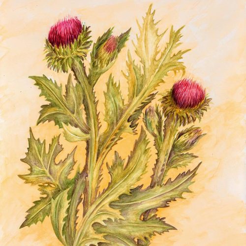 Thistle in Jerusalem