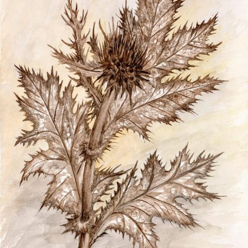 Ancient Thistle