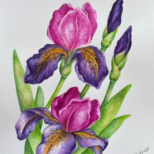 Purple-Pink Iris